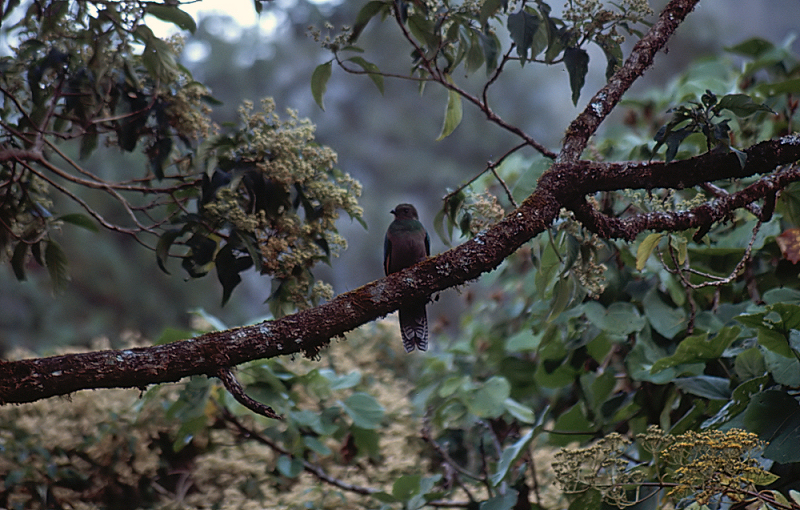 34_Quetzal (vrouwtje), Rio Macho.jpg